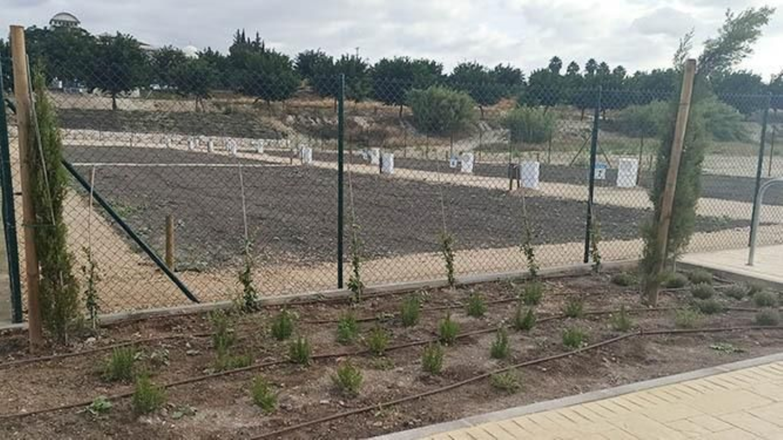 Huertos urbanos y sociales implantados en el futuro Parque Europa.