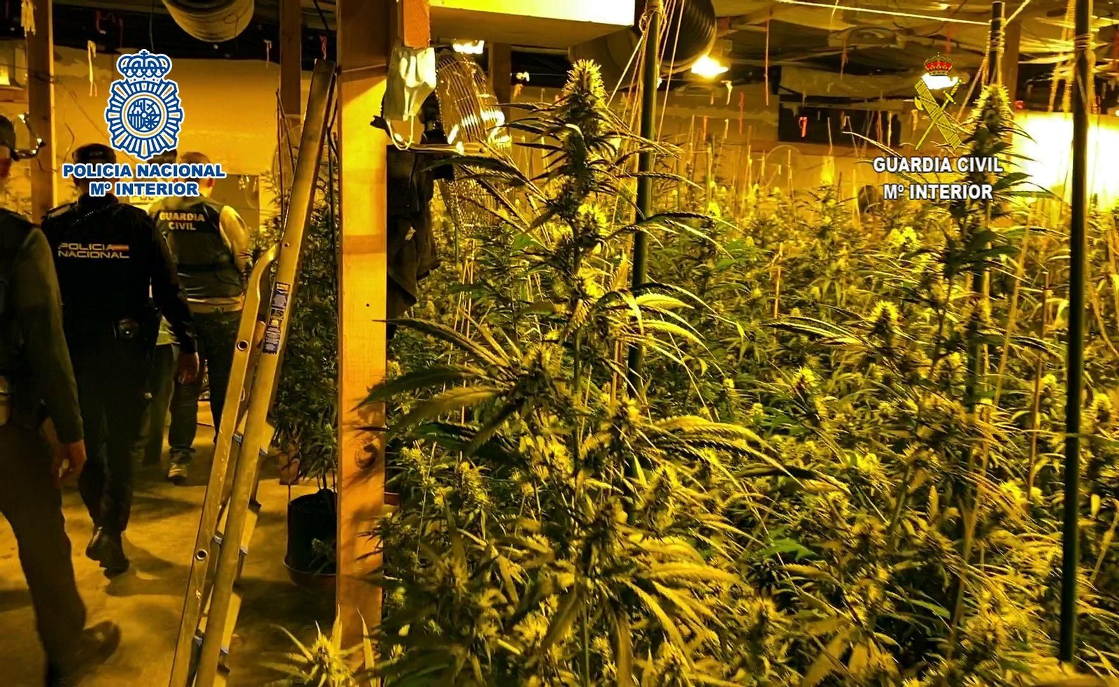 Imagen de archivo de una plantación de marihuana localizada por Policía Nacional y Guardia Civil