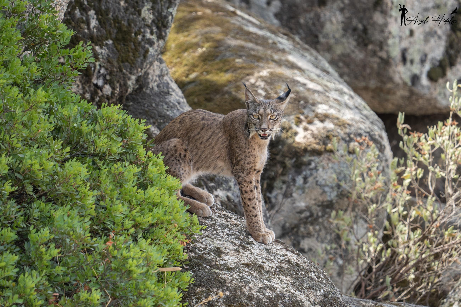 Ángel Hidalgo, el fotógrafo que inmortalizó al lince blanco Satureja: