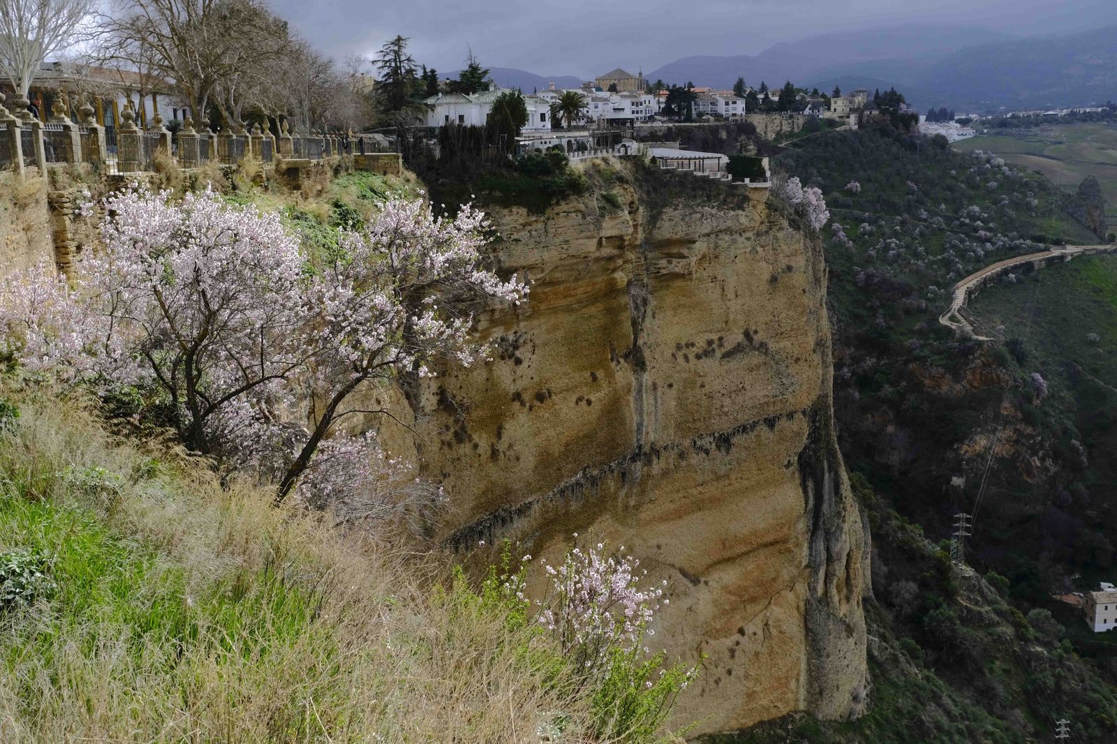 Así lucen los almendros del interior de Málaga en plena floración