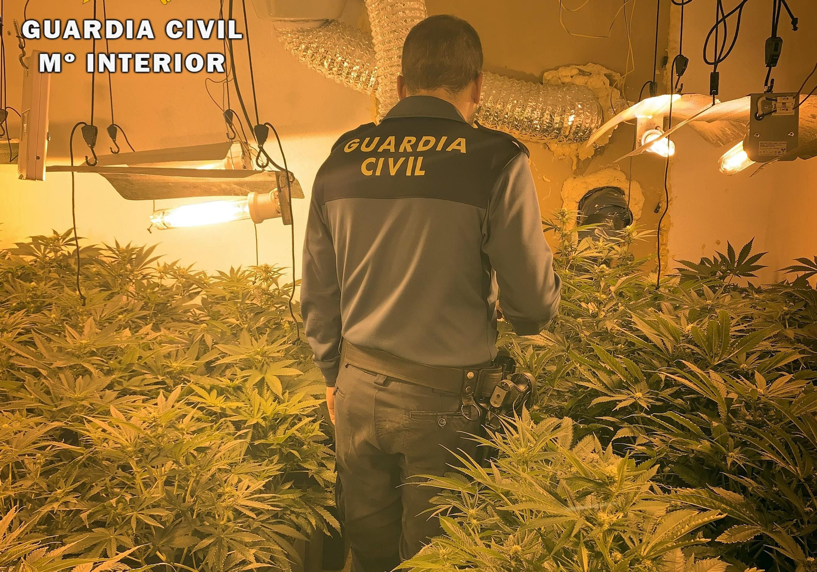 Marihuana intervenida por la Guardia Civil en Puente Genil. Marihuana intervenida por la Guardia Civil en Puente Genil.
