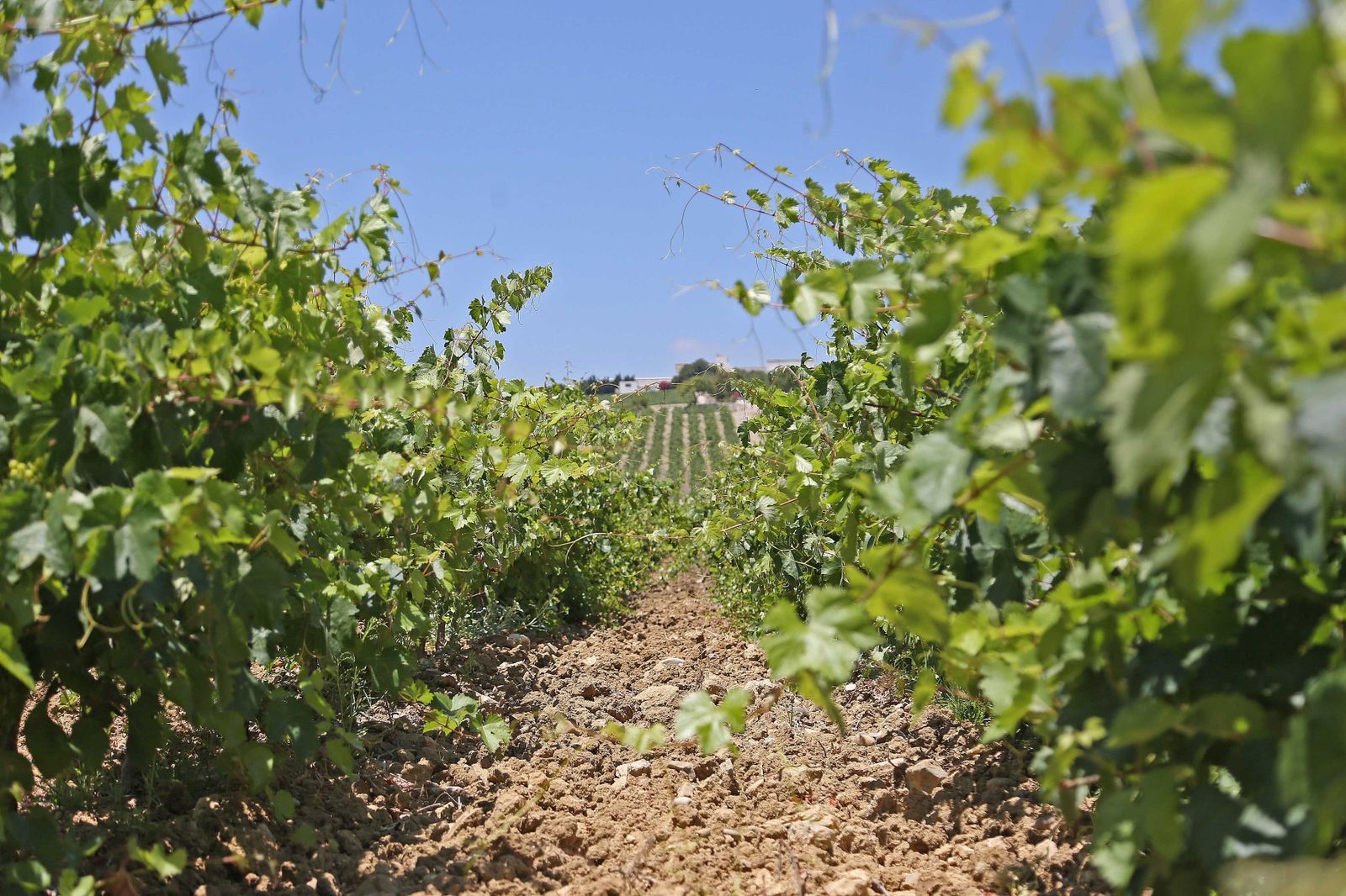 El exceso de humedad y las blanduras nocturnas frenan el desarrollo del cultivo, que acumula un retraso de entre 15 y 20 días.