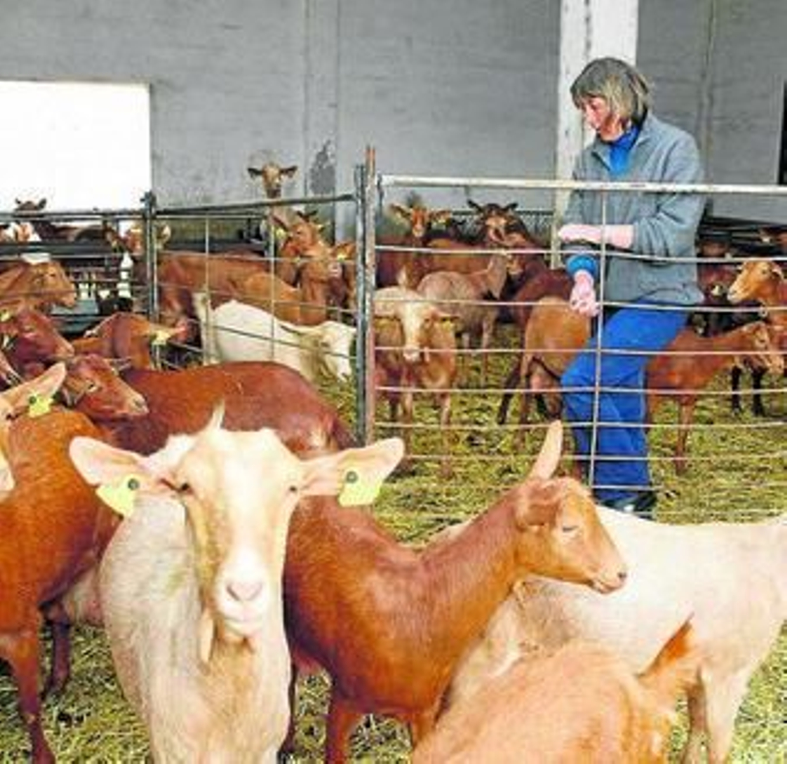 Ganadería caprina en Fuente Victoria.