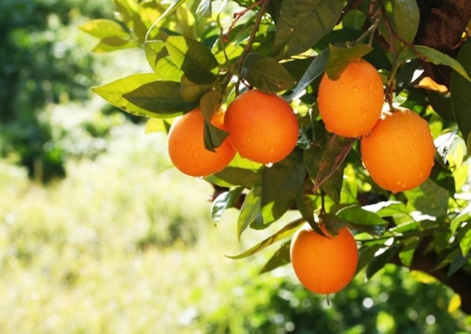 Naranjas de Organic Citrus. Naranjas de Organic Citrus.