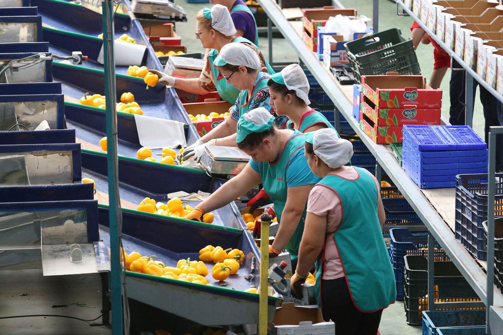 Instalaciones centrales de Agroiris en la carretera Almerimar de El Ejido.