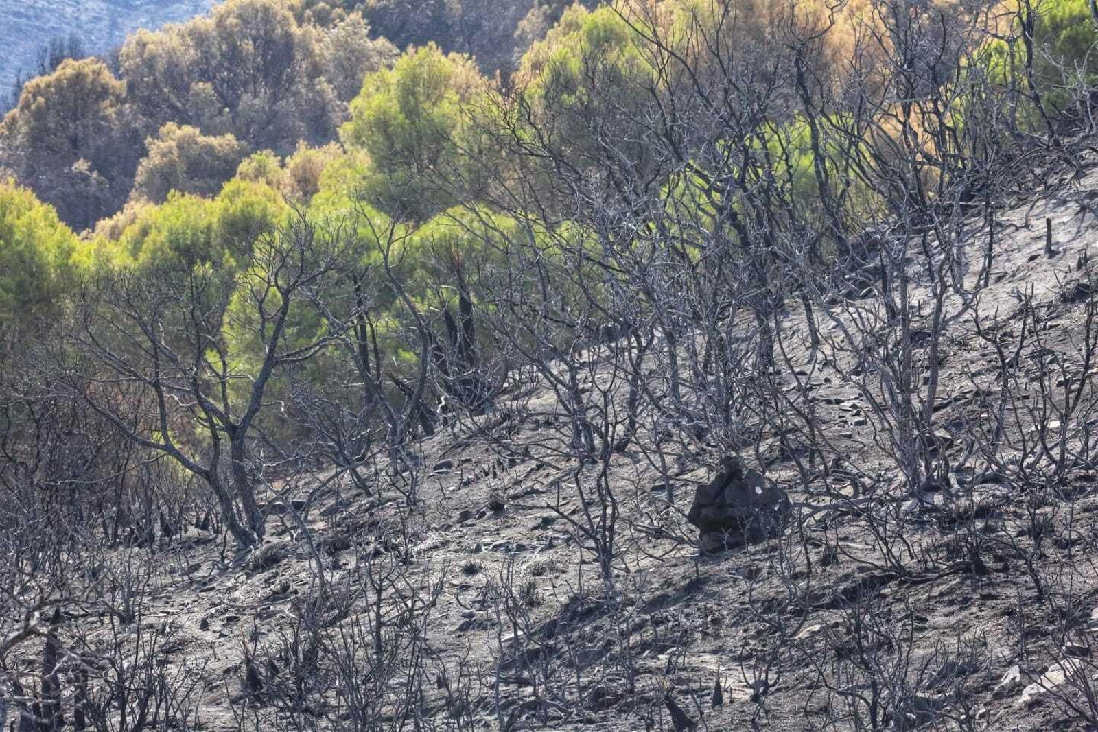 Las fotos de las zonas arrasadas por el incendio en la Sierra de Mijas