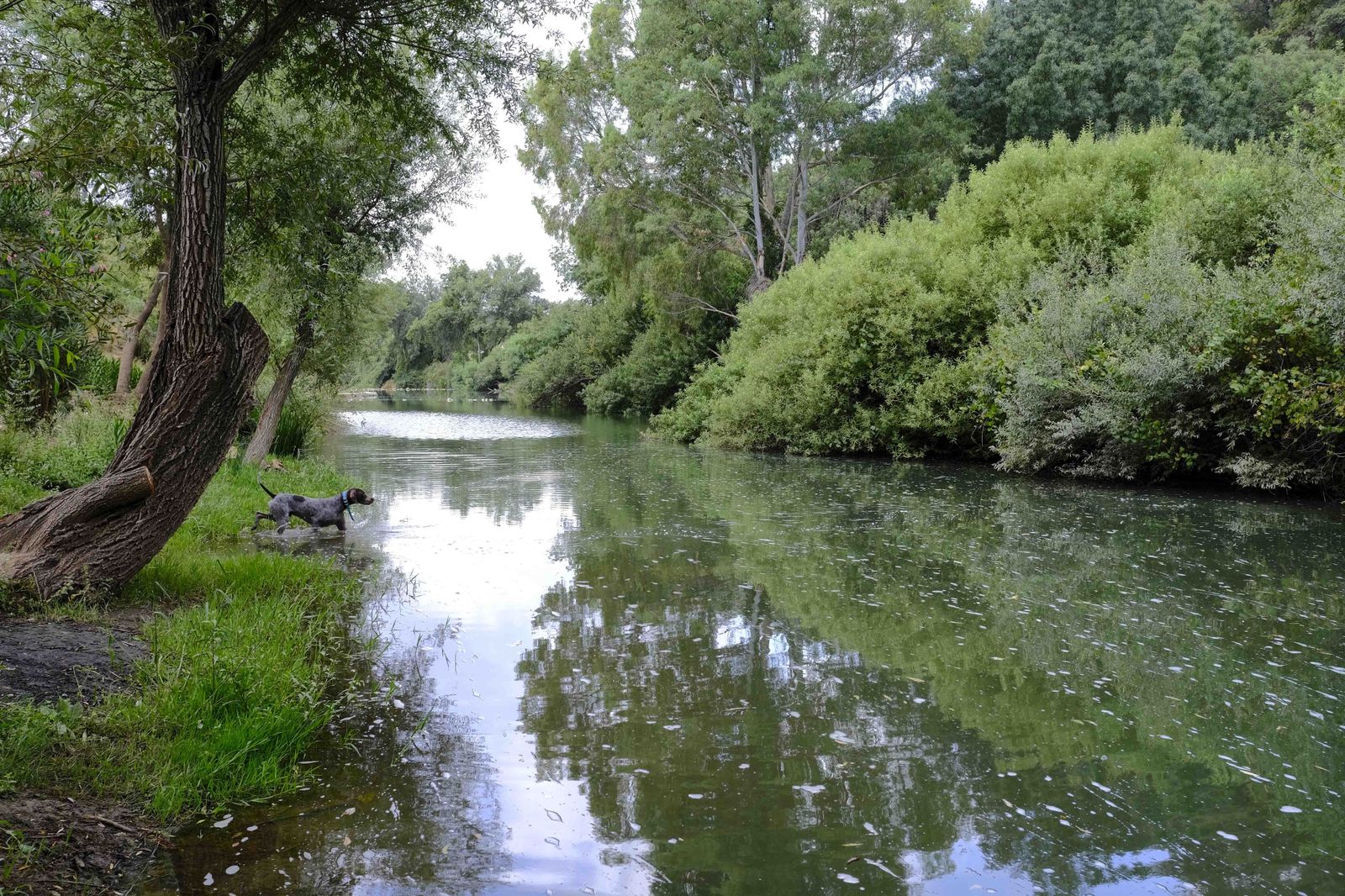 Río Guadiaro a su paso por Jimera de Líbar.