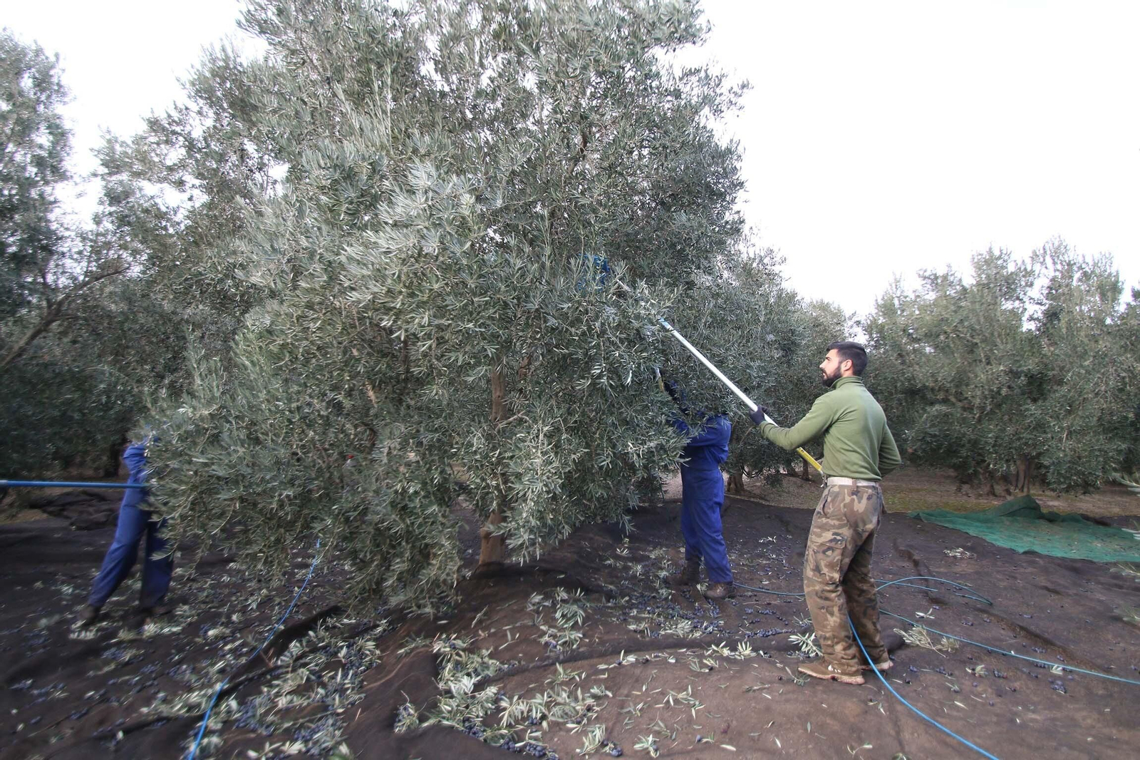 Córdoba destaca  en el sector por su olivar. En la imagen, un joven realiza labores de recogida de aceituna en una finca.