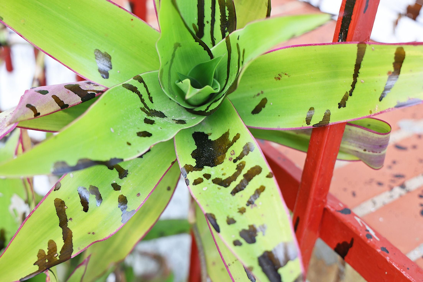 Imágenes del acto vandálico contra una de las casas del Barrio Obrero