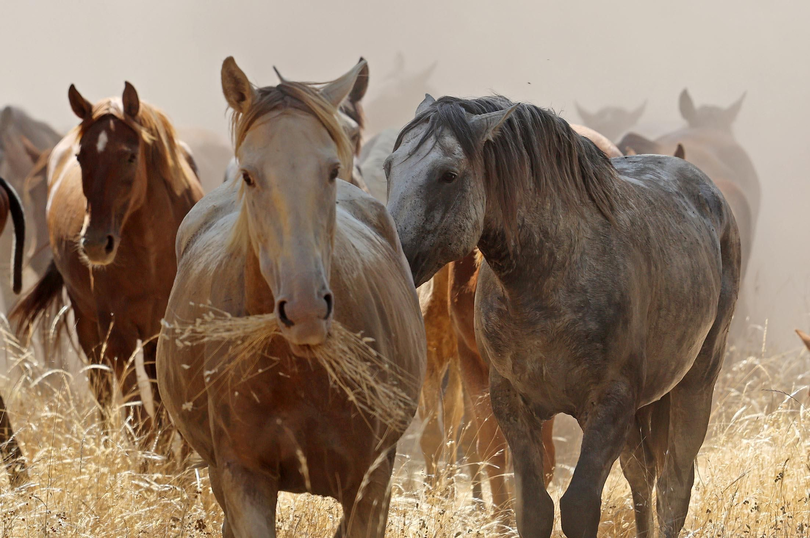 Las mejores imágenes de la Saca de las Yeguas 2025