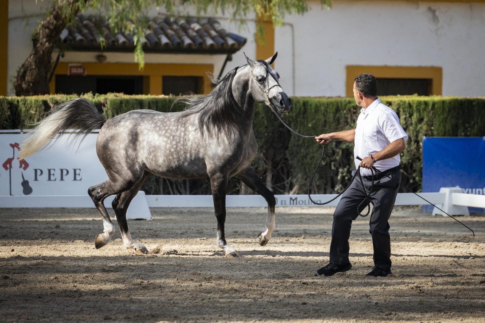 El concurso Campeón de Campeones en el Depósito de Sementales de Jerez