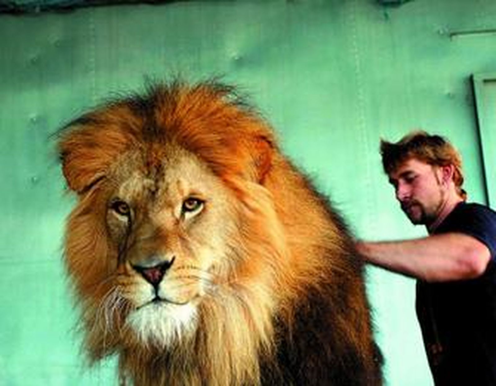 1. Un cuidador atiende al león 'Kali'. 2. Un equilibrista del trío Ayala Brothers durante uno de sus ensayos. 3. 'Susi', 'Buli' y 'Mimi', tres elefantas, frente a la carpa del Circo Mundial con su domador, Florin. 4. Dos leones marinos comen arenques durante un ensayo. 5. Uno de los caballos andaluces pertenecientes a un espectáculo de doma.