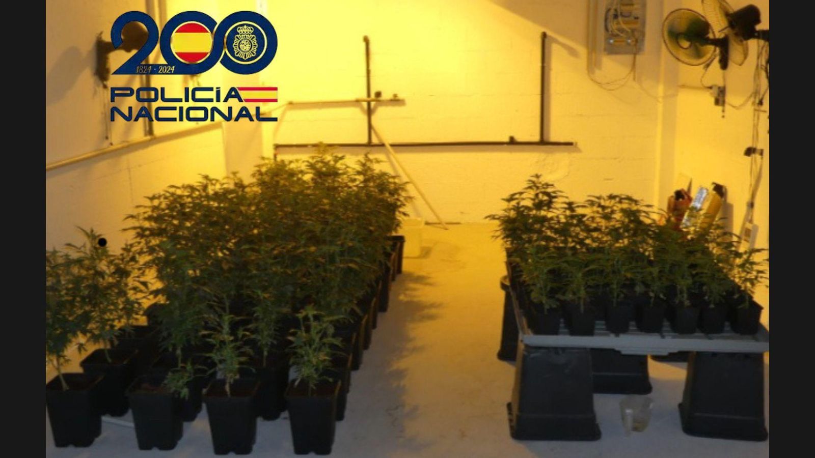 Desmantelada una organización criminal dedicada al cultivo y tráfico de marihuana en La Línea y Costa del Sol. Desmantelada una organización criminal dedicada al cultivo y tráfico de marihuana en La Línea y Costa del Sol.