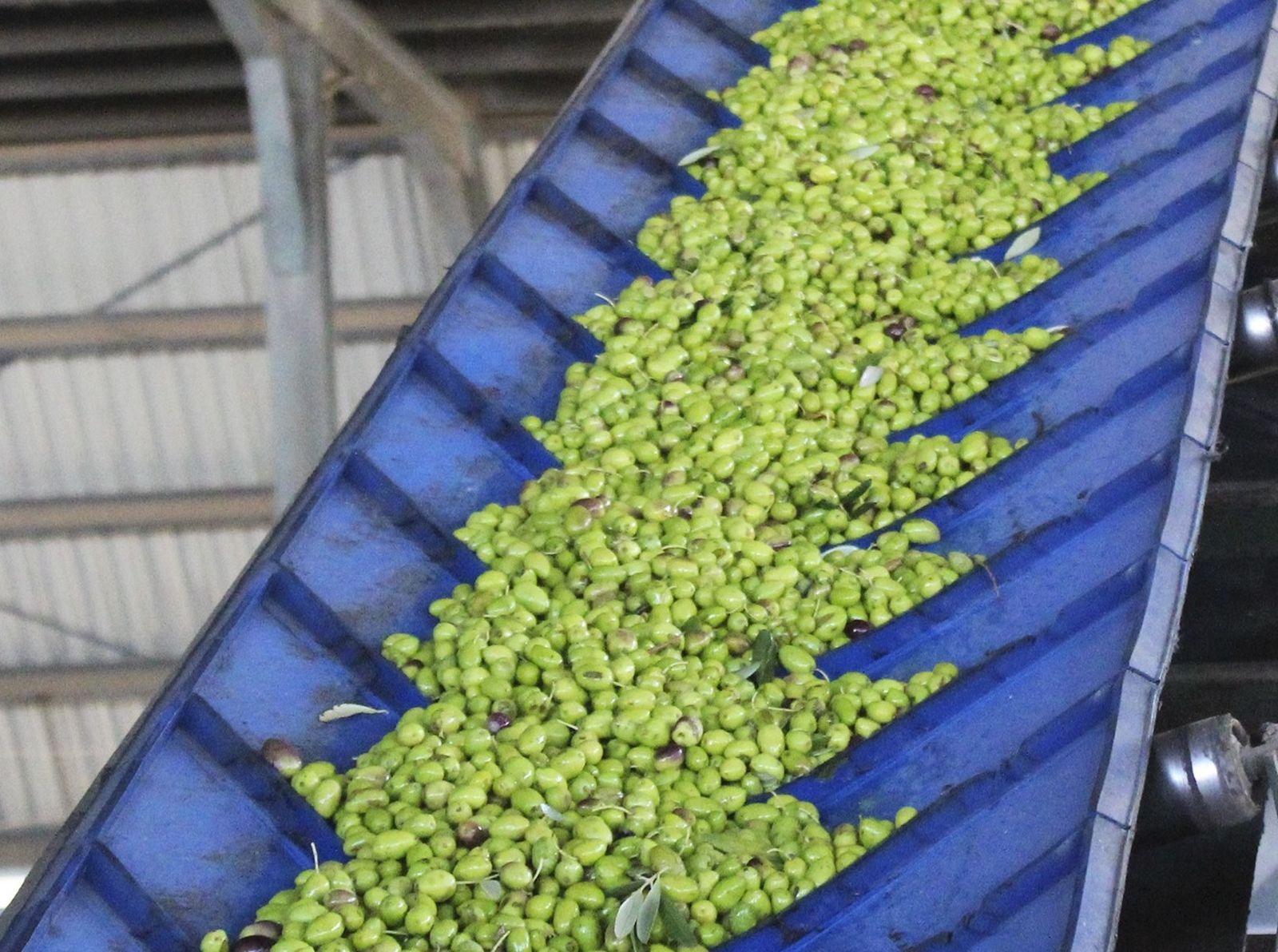 Producción de aceite en Almazaras de la Subbética.