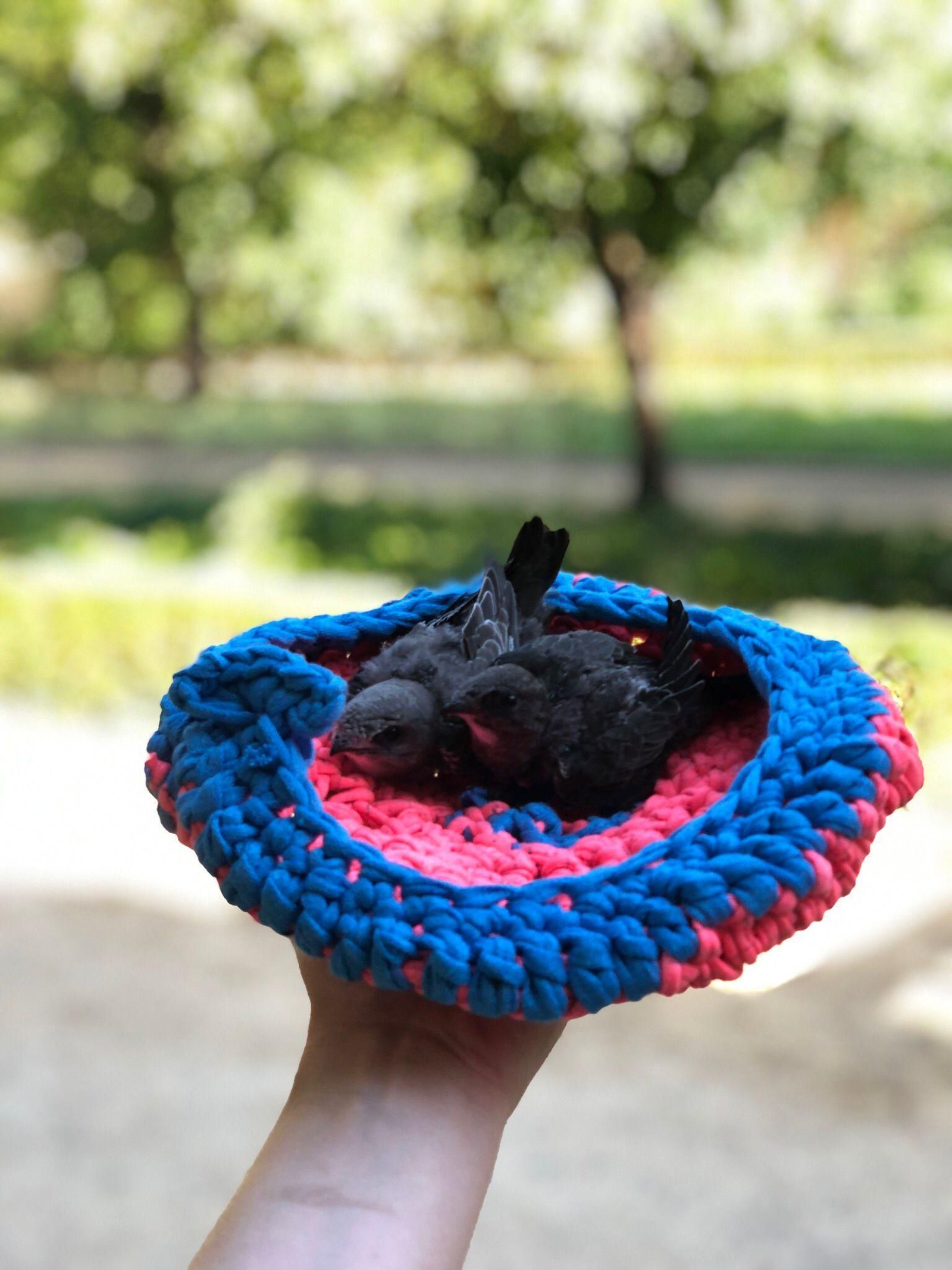 Dos crías de vencejos que han sobrevivido gracias a voluntarios.