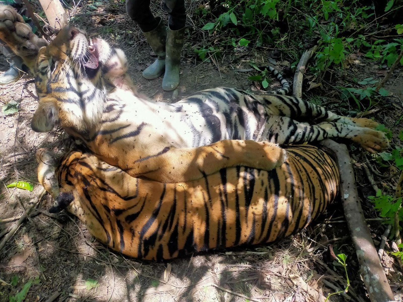 Matan a tres tigres en peligro de extinción con trampas lazo