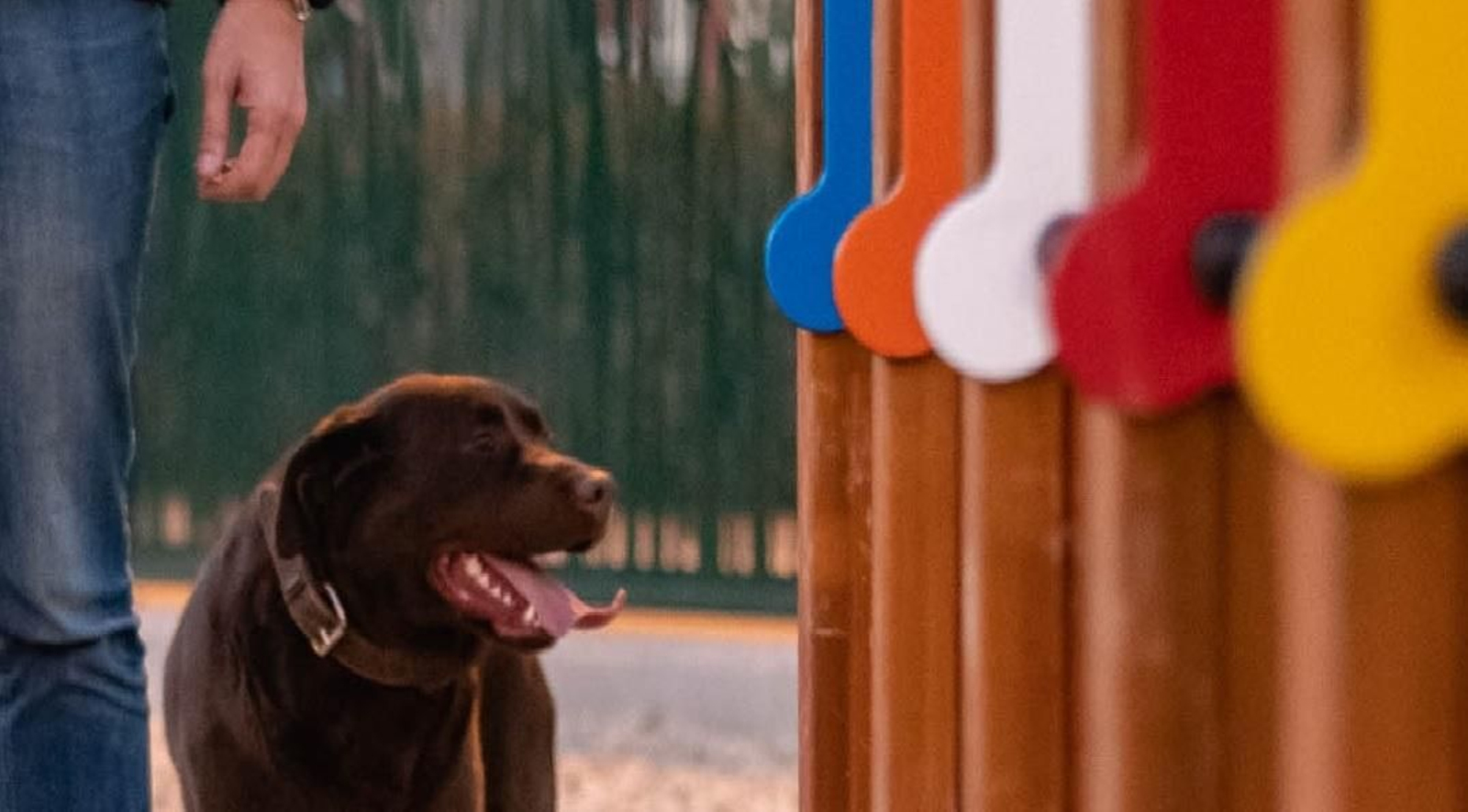 Cacao, el perro de alcalde,recorre las instalaciones
