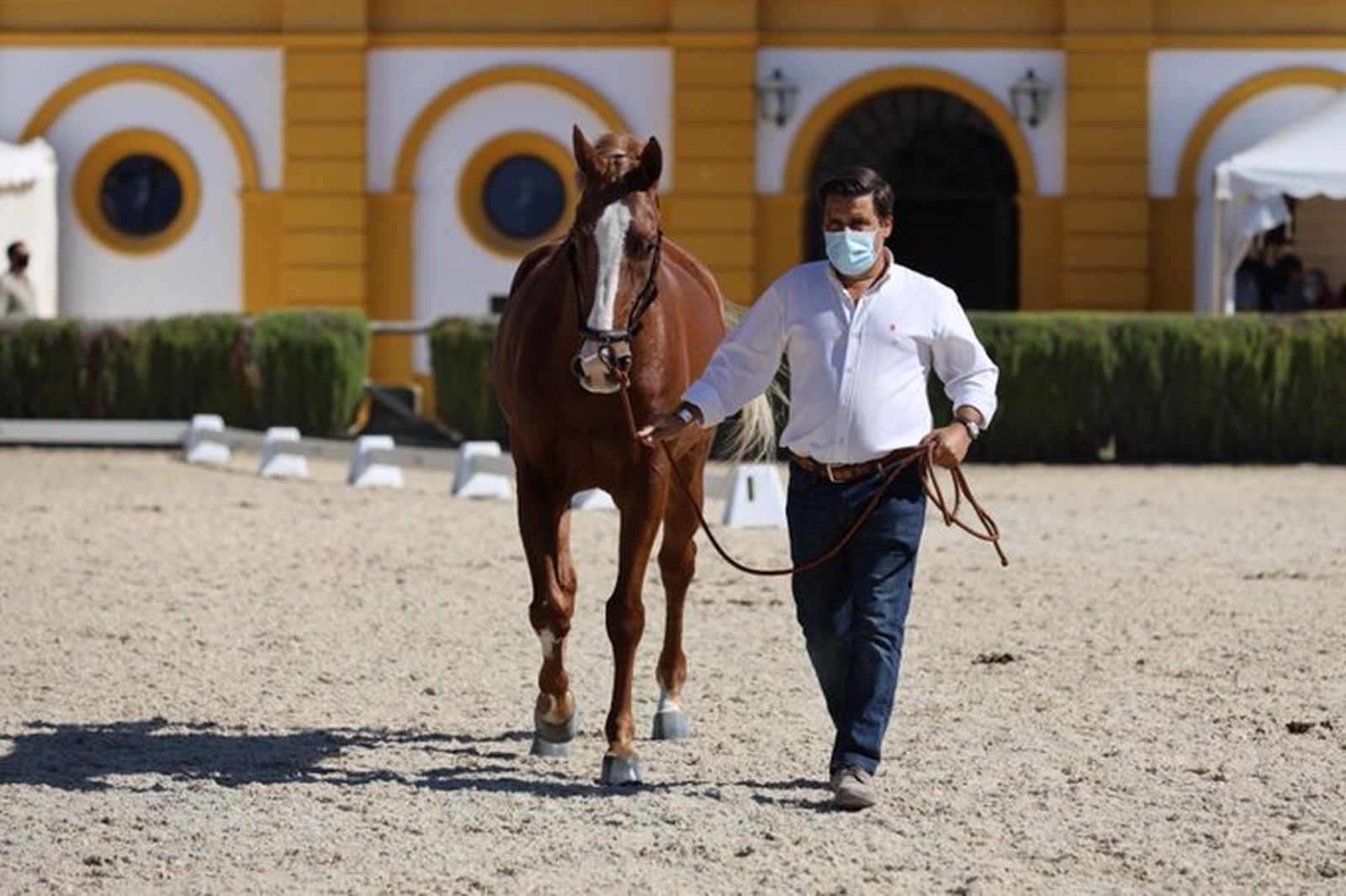 Uno de los caballos participantes se dispone a pasar la inspección veterinaria.
