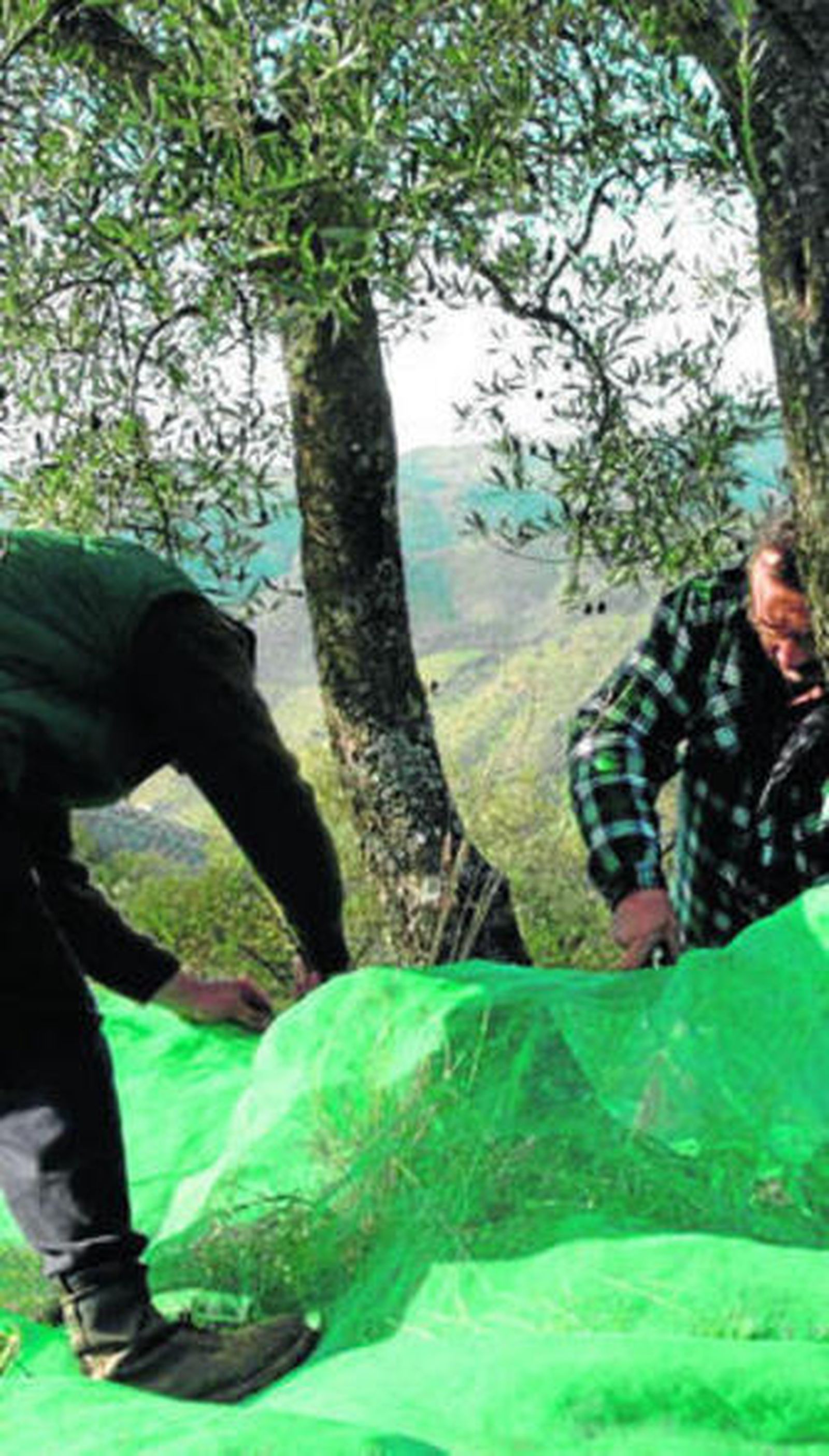 Recogida de aceituna para su posterior molturación.