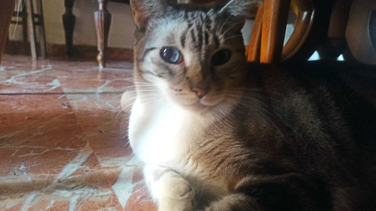 Carlitos, el gato lazarillo.