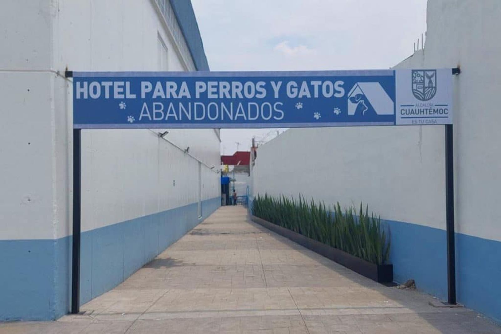 México abre su primer hotel para perros y gatos abandonados
