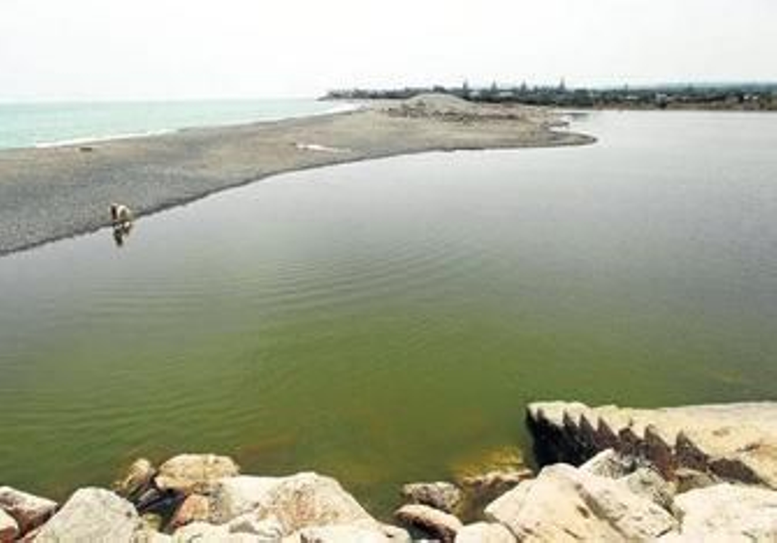 Un perro pasea por la lengua de arena en la desembocadura del Guadiaro, la semana pasada.