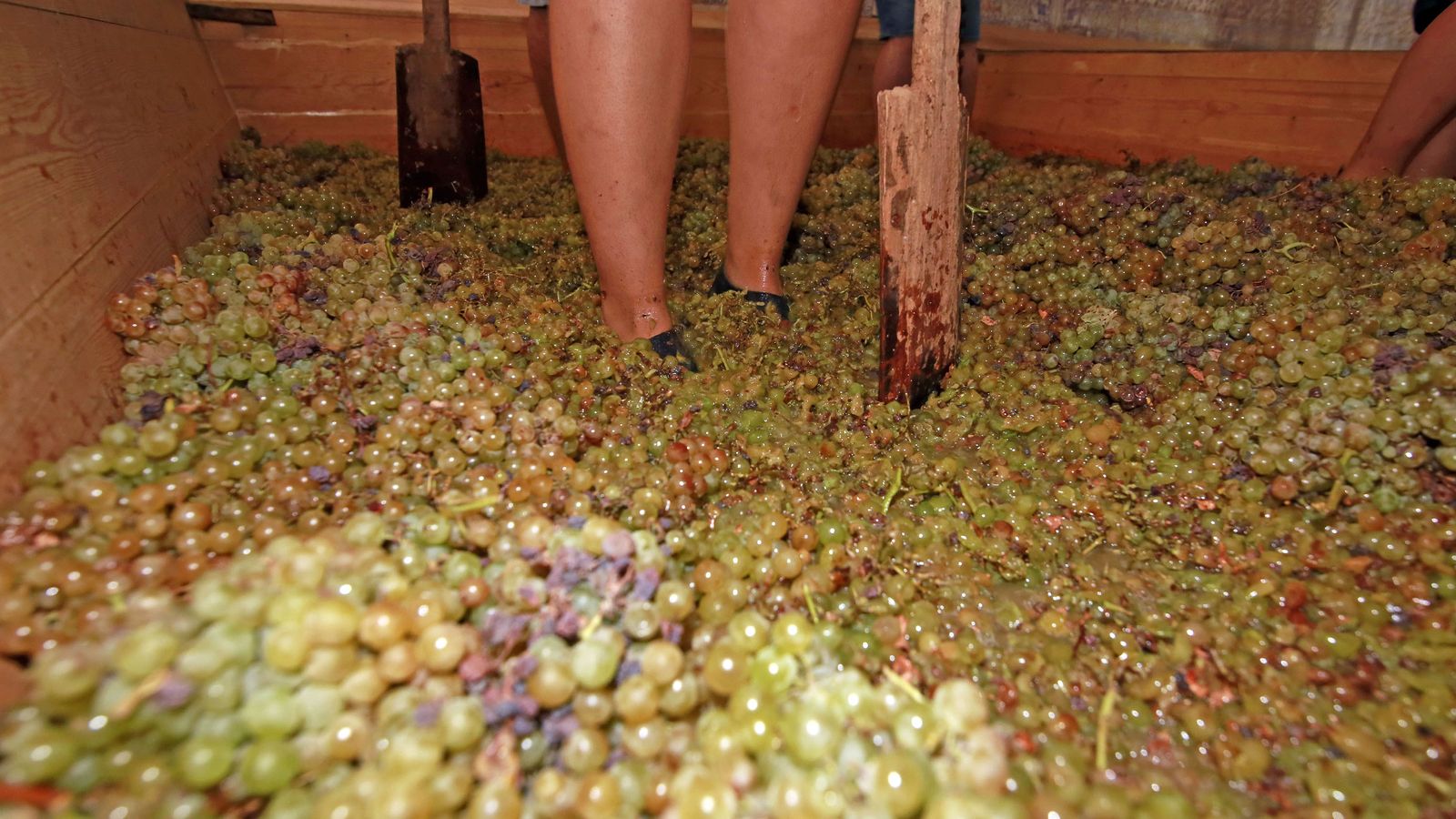 Vendimia y pisa de la uva tradicional en Viña El Corregidor de Bodegas Luis Pérez