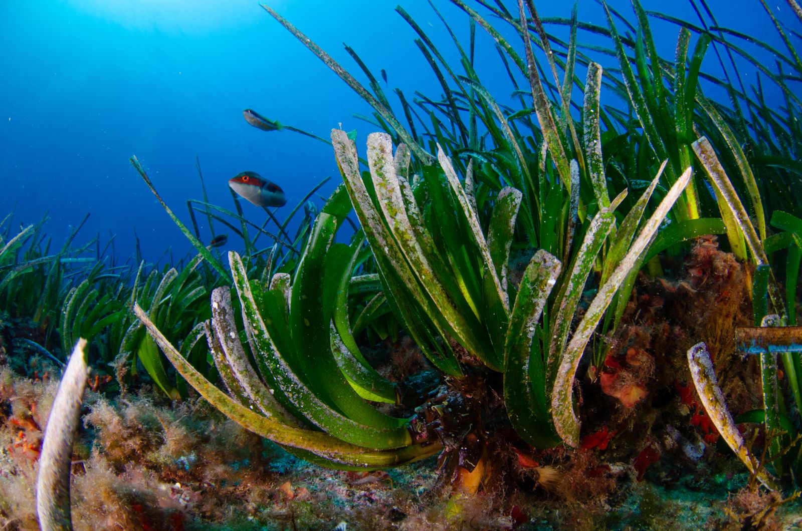Posidonia oceánica de Formentera.