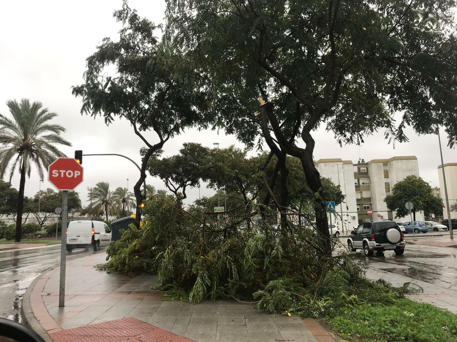 Parte de un árbol derribado por el viento en la avenida de La Granja