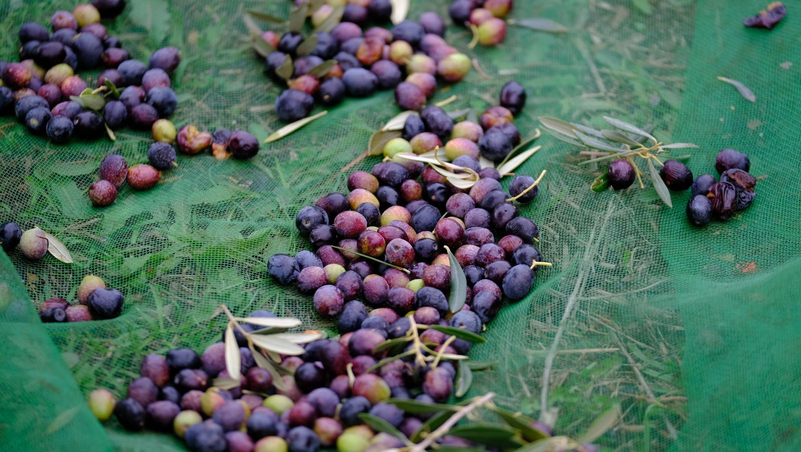 Fotogalería recolección aceituna en Abla. Almería