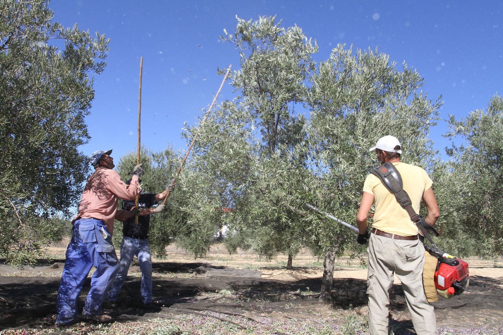 Recogida de aceituna en una finca de la Cooperativa Olibeas.