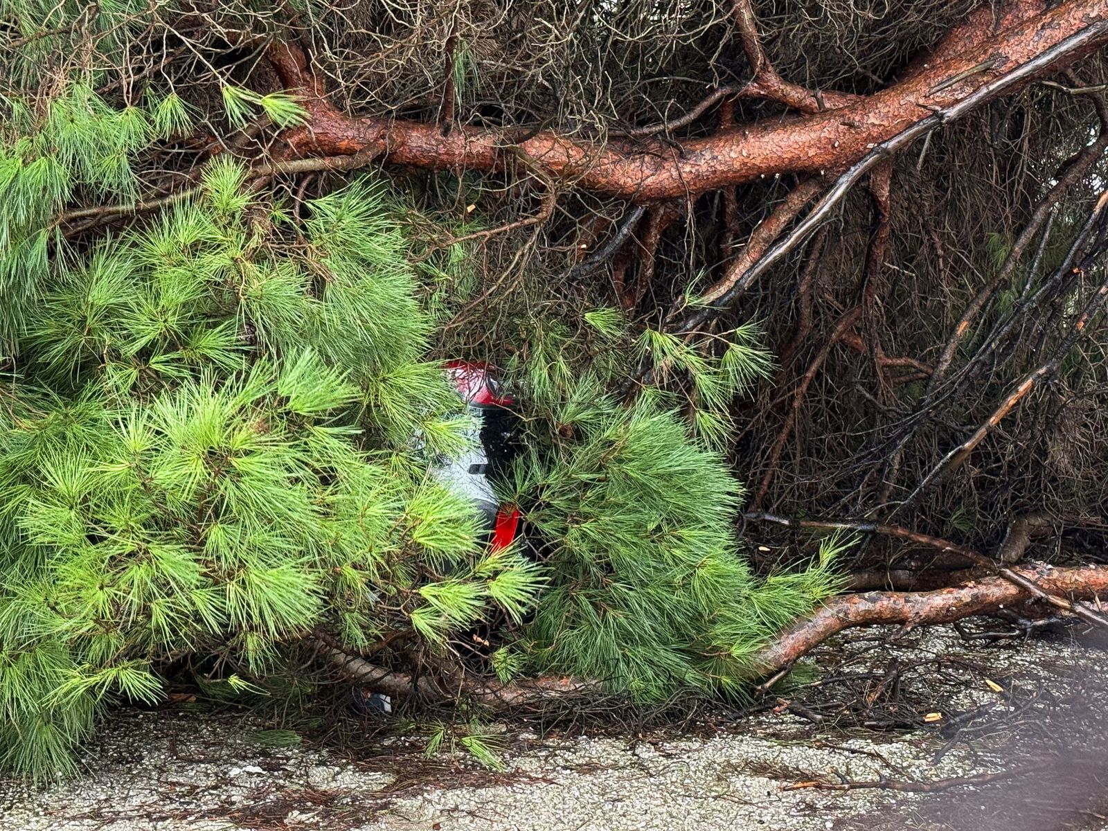 Fotos: Así amaneció el Campo de Gibraltar tras el paso de la borrasca Leonardo