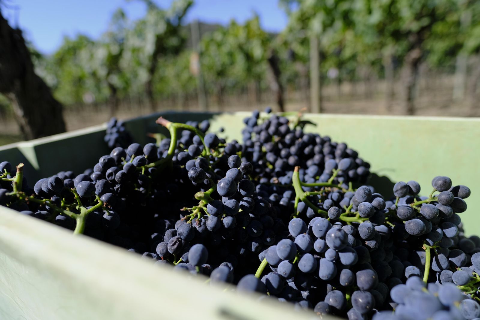 Vendimia en la Serranía de Ronda, en fotos