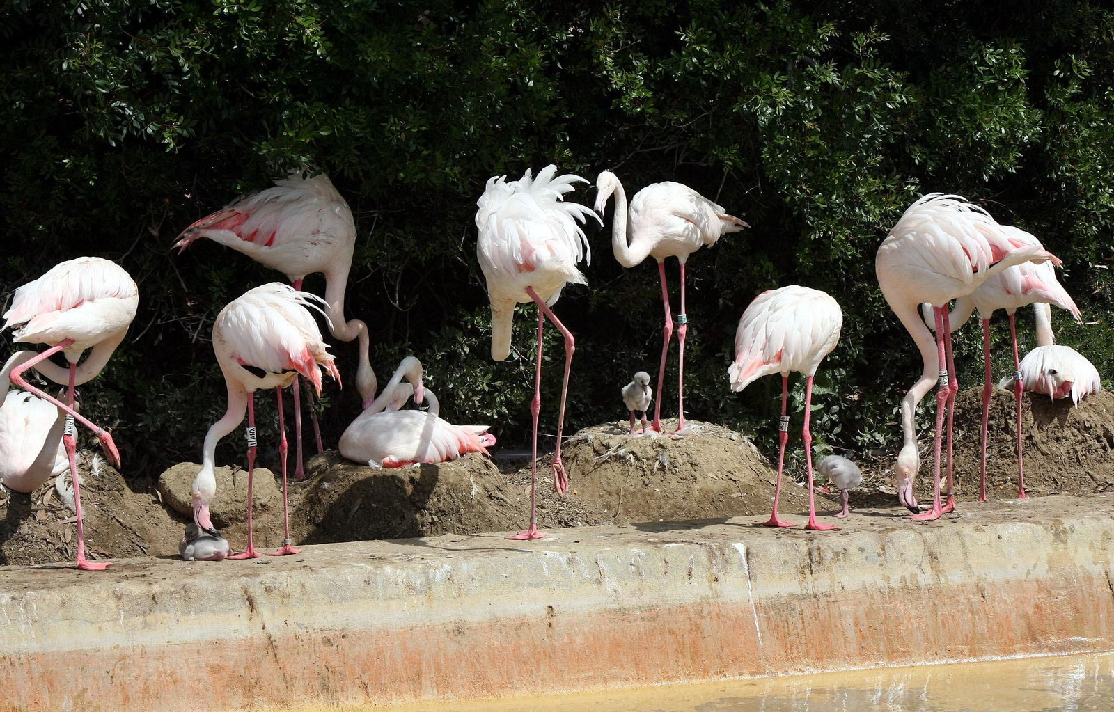 Nacen nuevas crías de flamencos en el Zoo