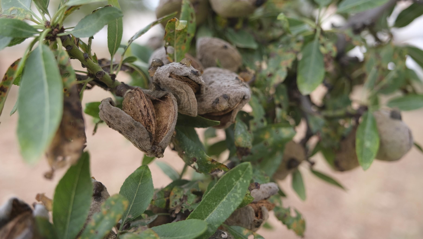 Imágenes de la almendra ecológica de Chirivel