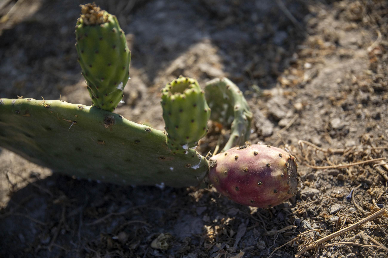 Plantación de chumbos de Níjar