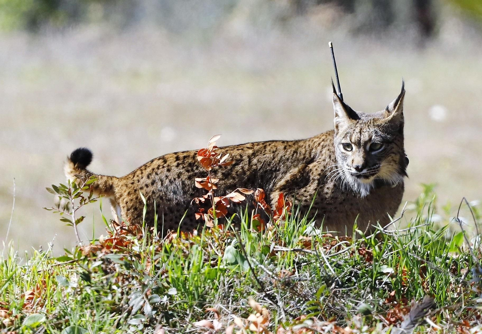 El lince ibérico es el auténtico rey de Doñana.