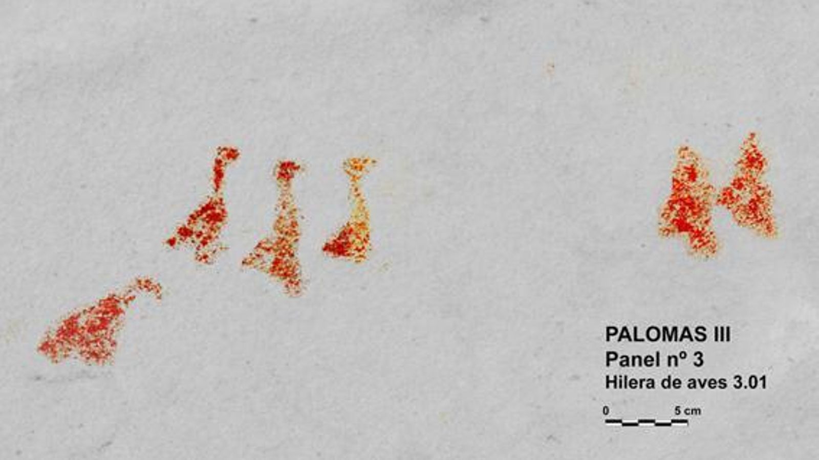 Palomas III Calco grupo de aviformes.