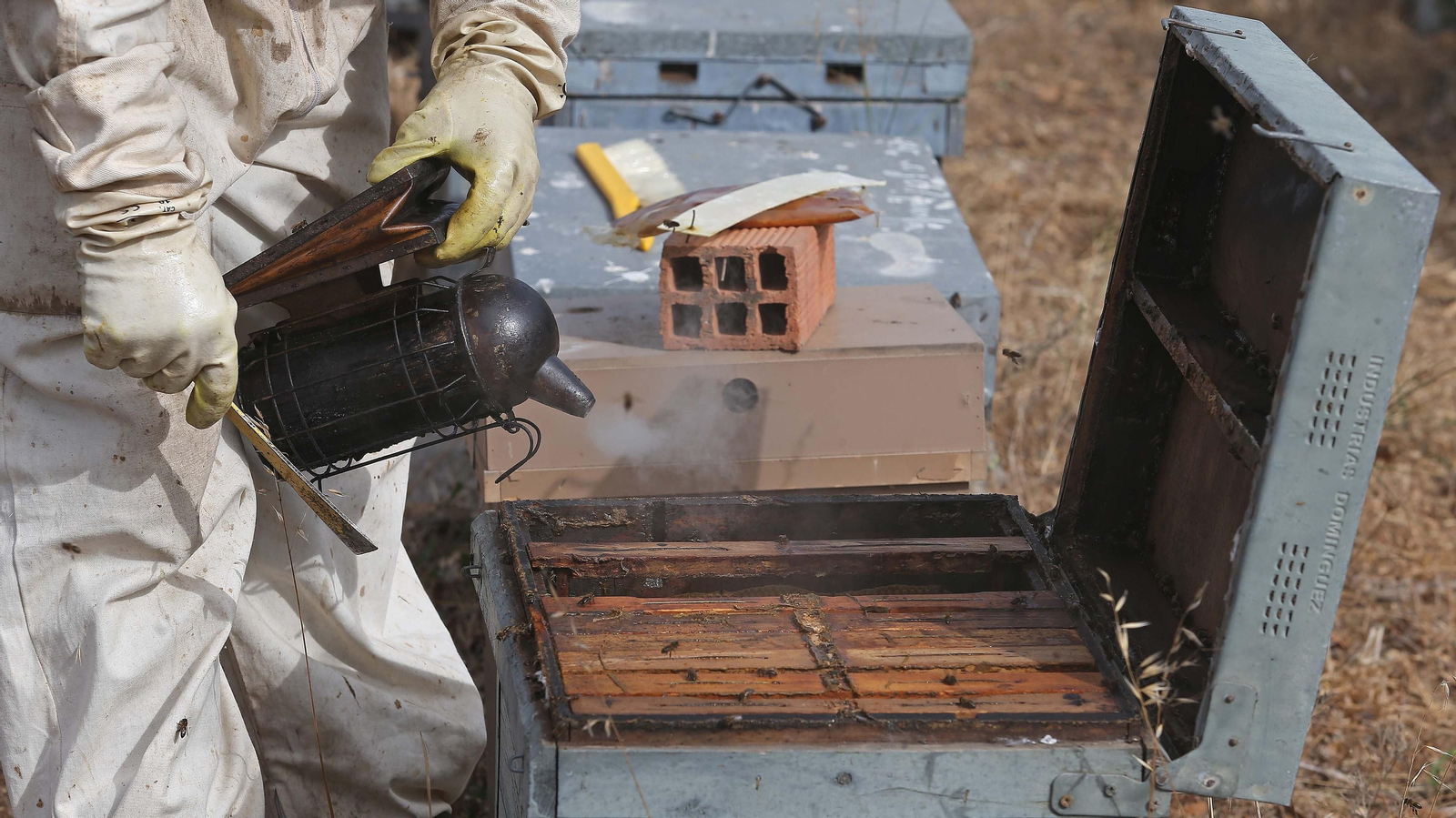 El arte de la apicultura en Los Barrios
