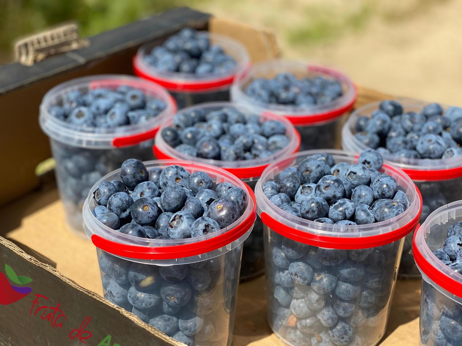 Arándanos en un reparto de la fruta.