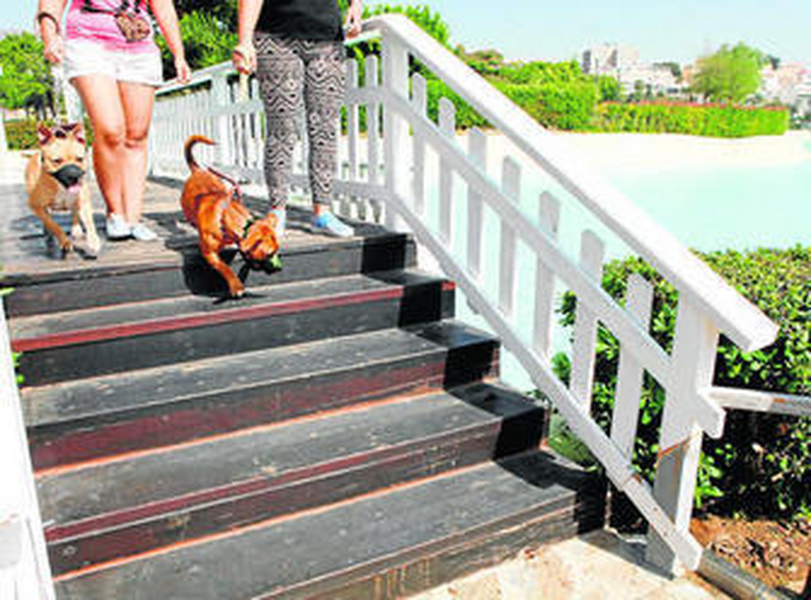 Dos mujeres pasean junto a sus mascotas.