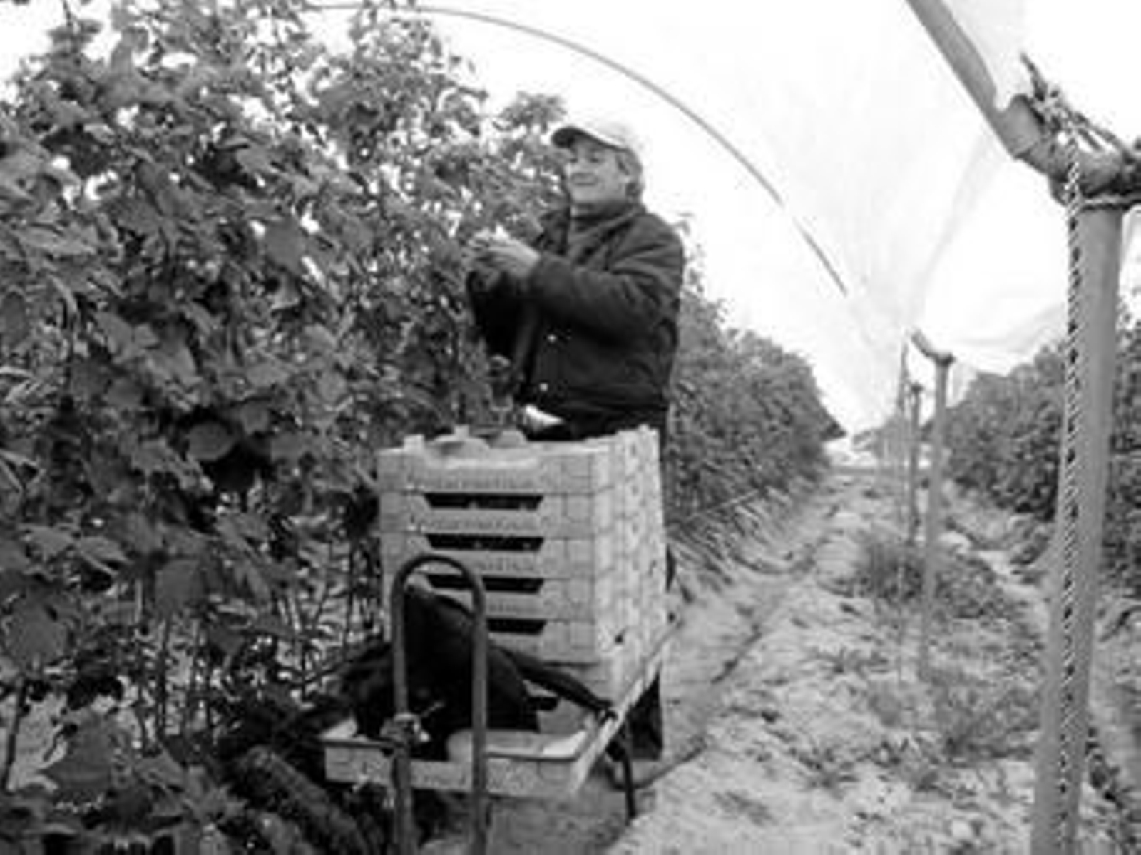 Recogida del producto en una plantación de Lucena del Puerto.