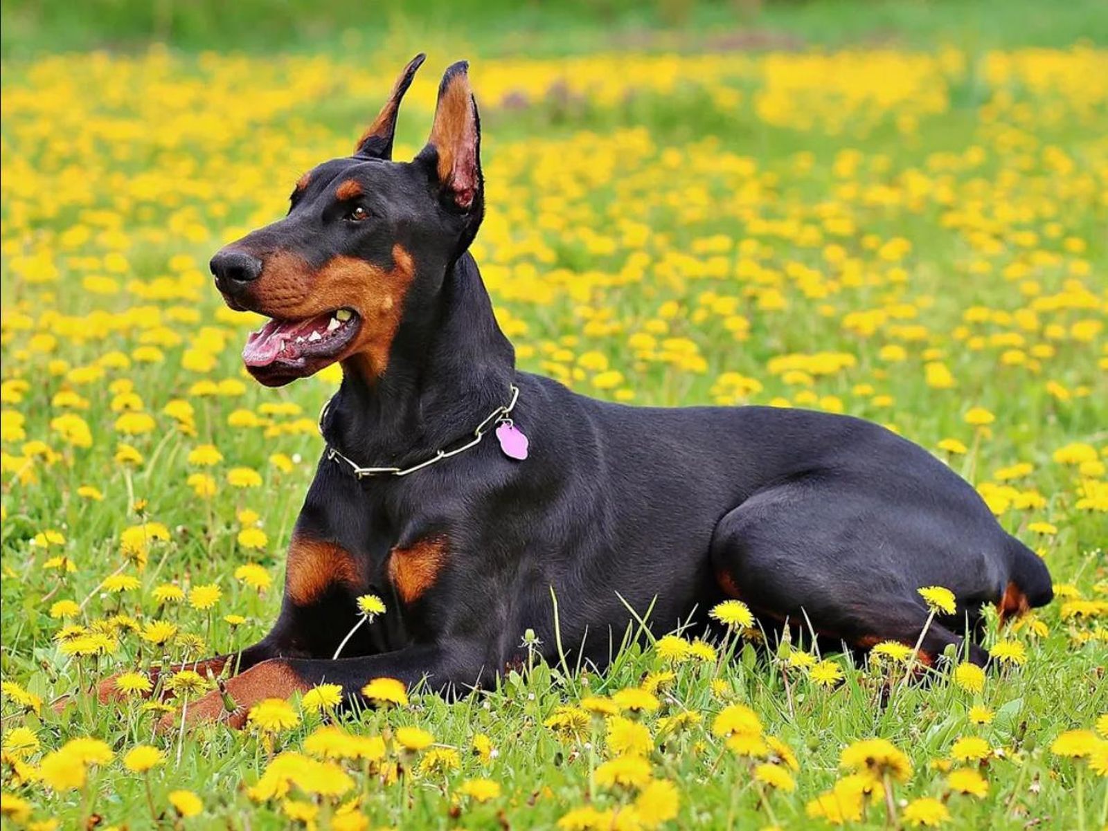 Doberman