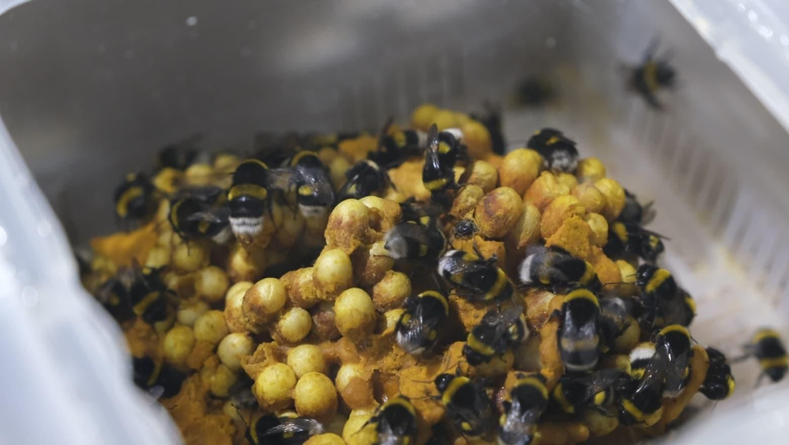 La industria auxiliar, pilar básico de la agricultura almeriense