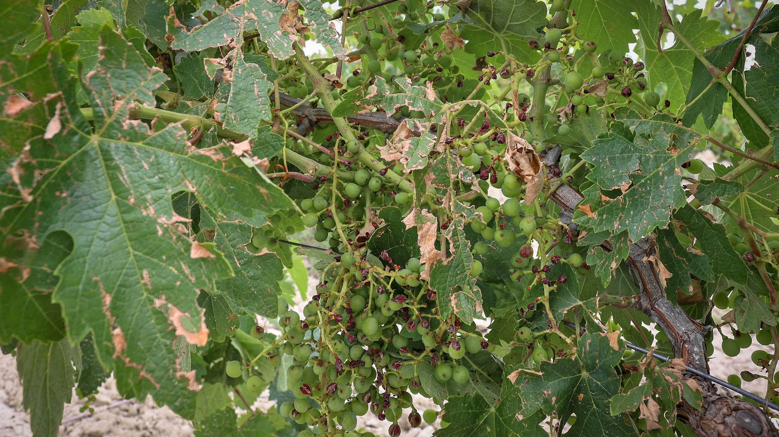 El pedrisco daña los viñedos de Trebujena