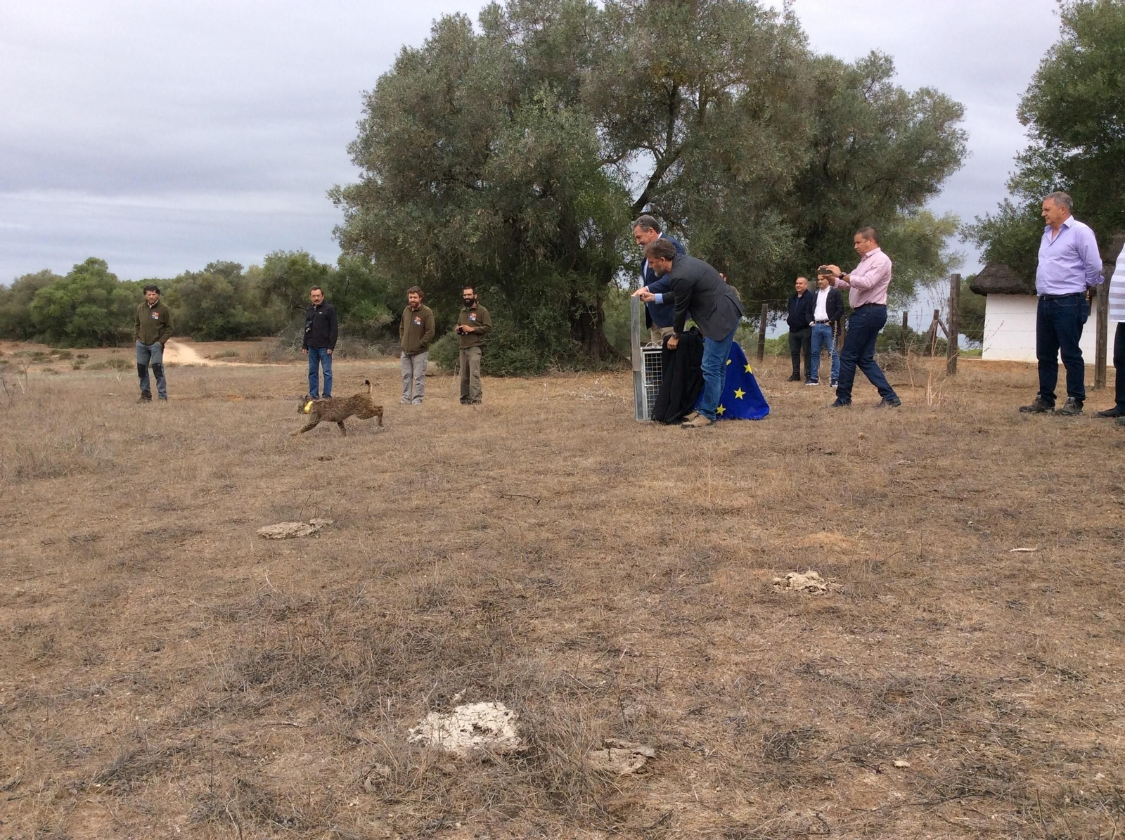 Suelta de un lince en La Puebla del Río