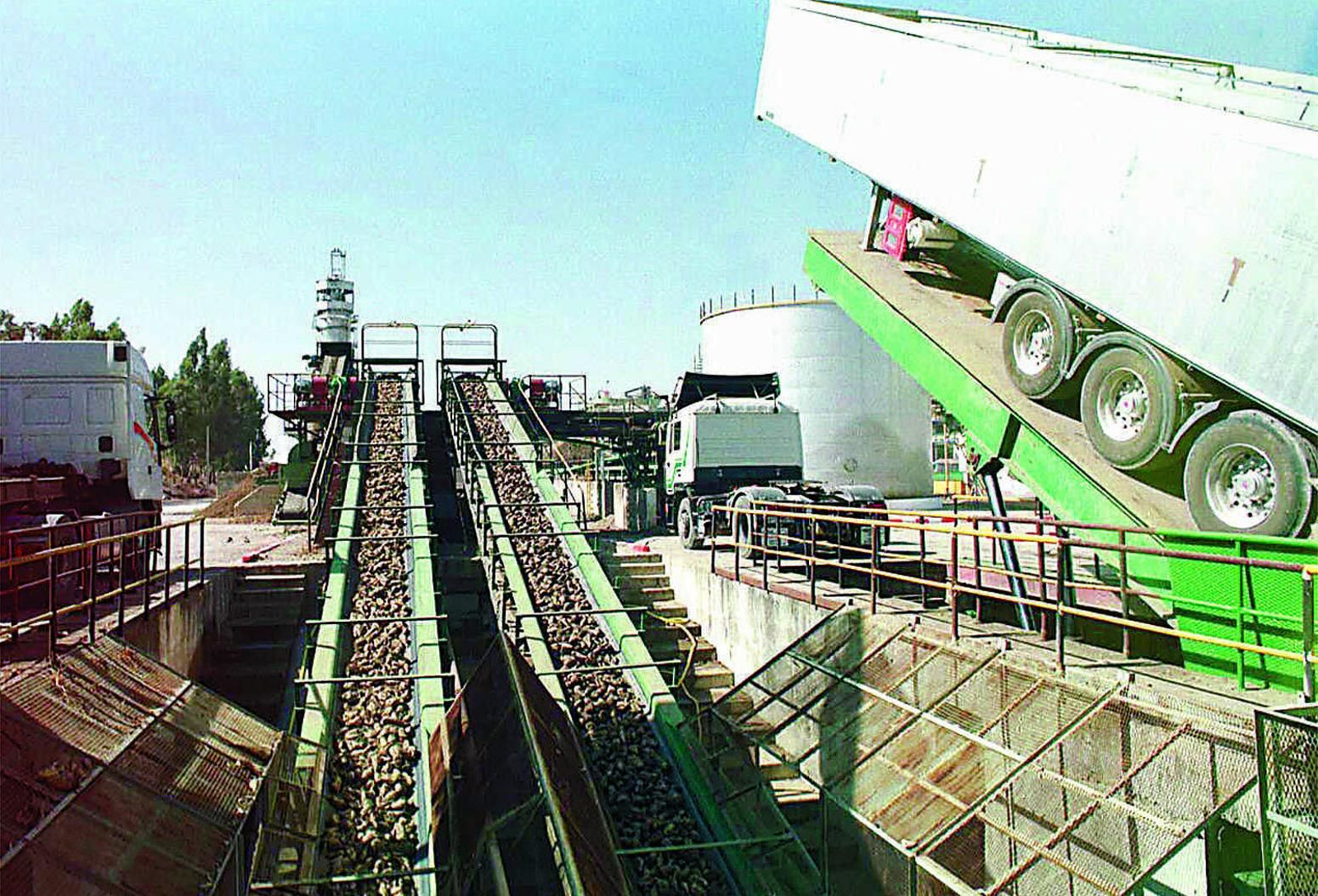 Remolachas cosechadas en la cinta transportadora.