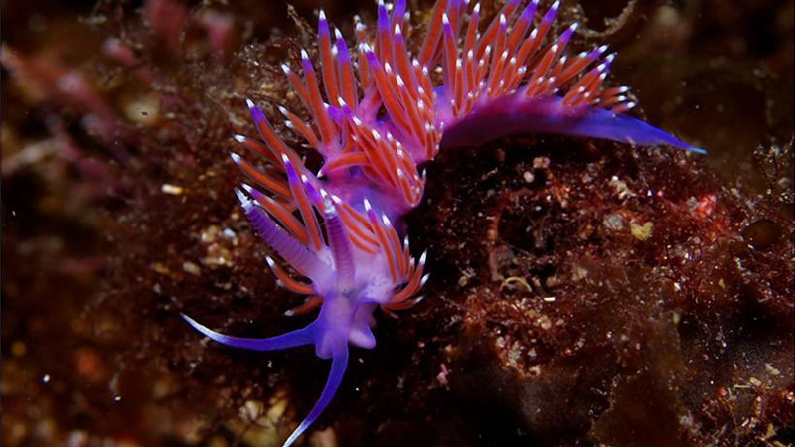 Uno de los pasmosos nudibranquios del Estrecho.