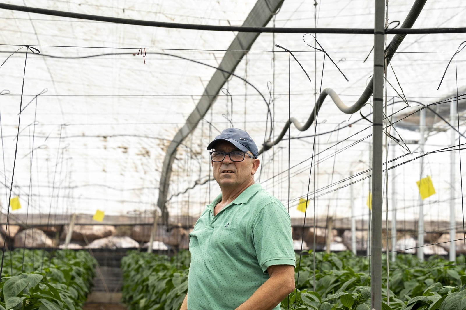 Las imágenes de la suelta de bichos depredadores para la lucha biológica en invernadero por Agrobio