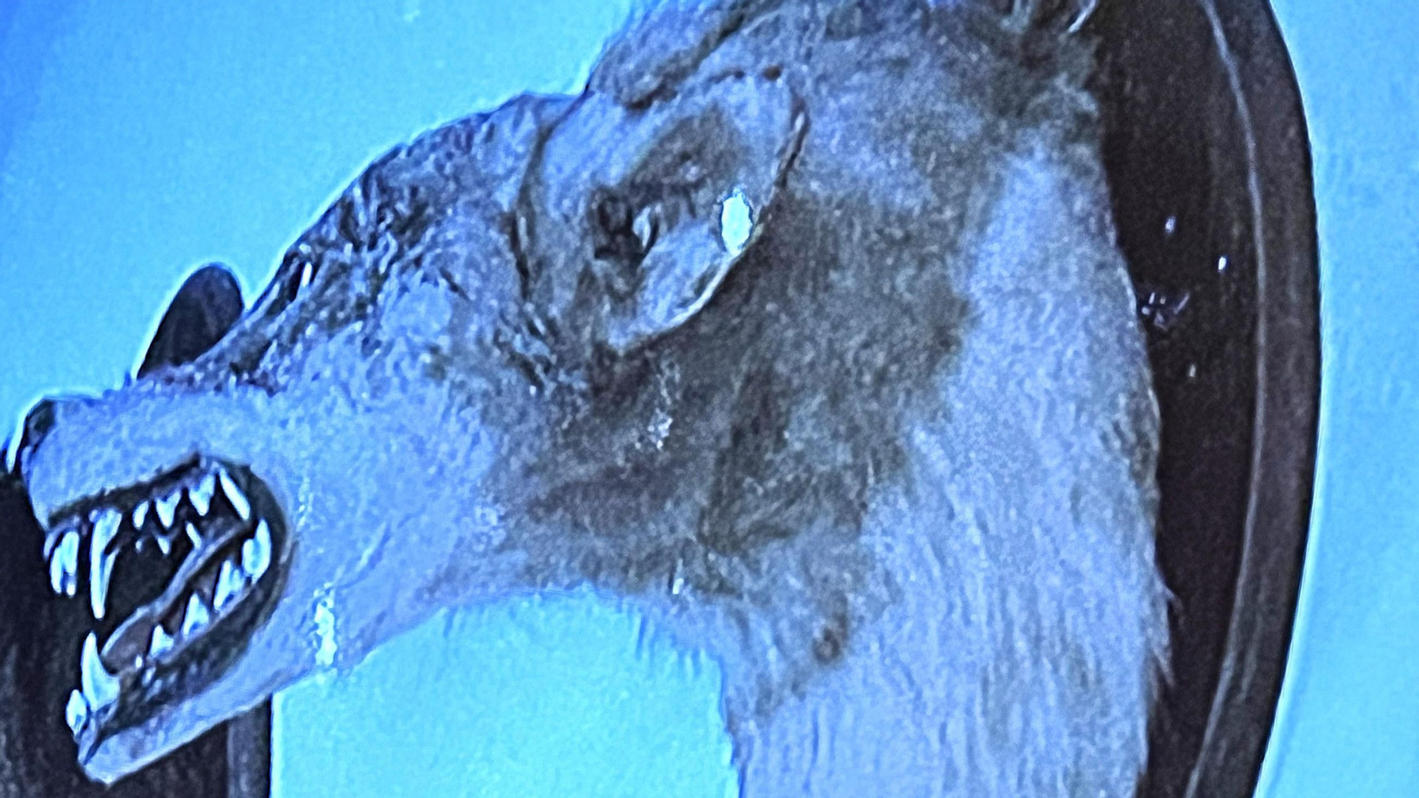 Cabeza de lobo disecada.
